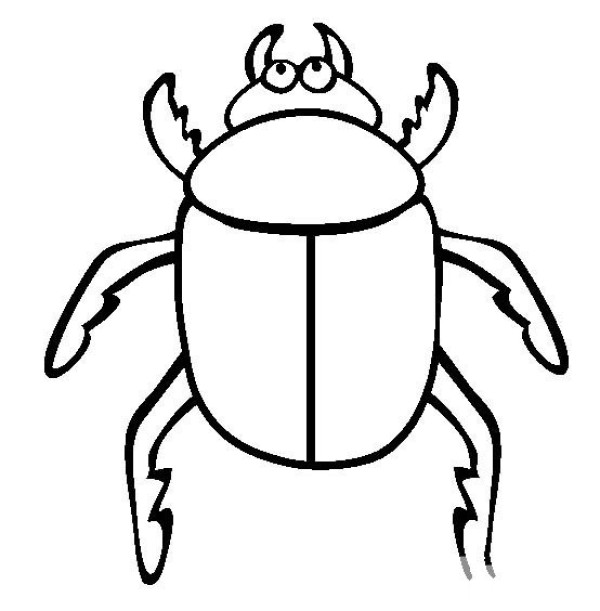 Insect pictures Beetle simple drawing pictures