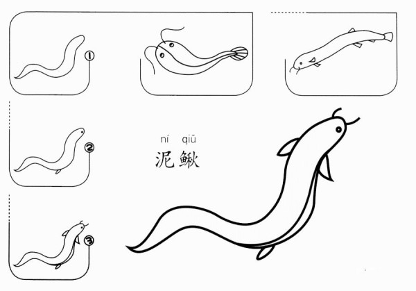 How to draw a loach