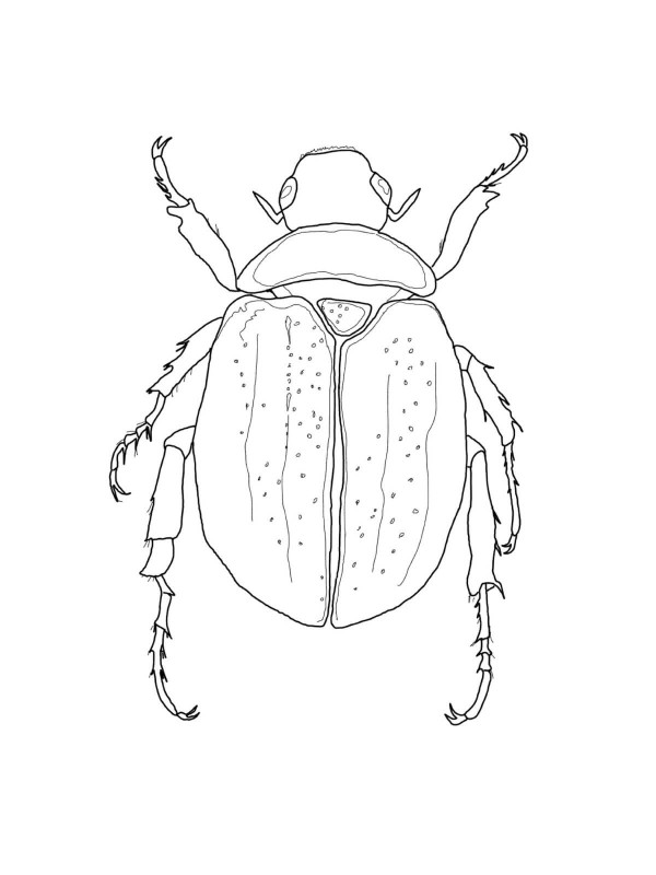 scarab beetle