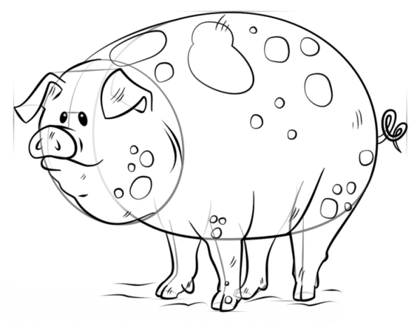 How to Draw a Cartoon Pig Simple Drawing