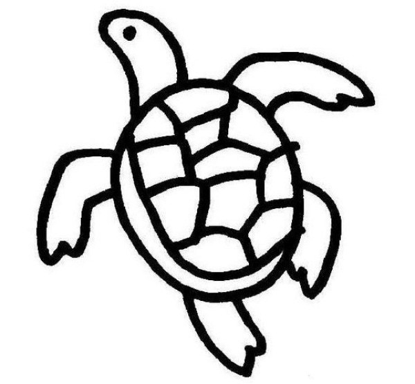 Hand drawn cute little turtle