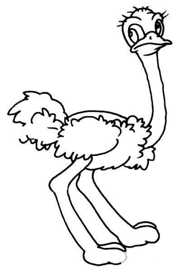 Ostrich simple strokes picture