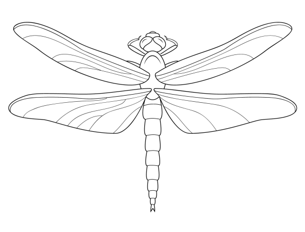 How to draw a dragonfly simply and beautifully