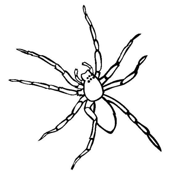 Insect Pictures Sac Spider Simple Drawing Pictures