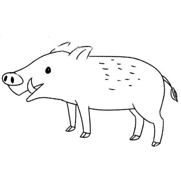 wild boar