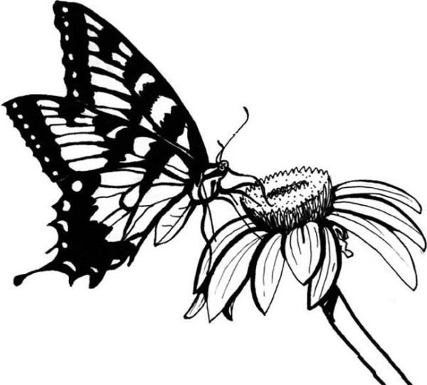 Complete collection of simple drawings of insects and simple drawings of butterflies