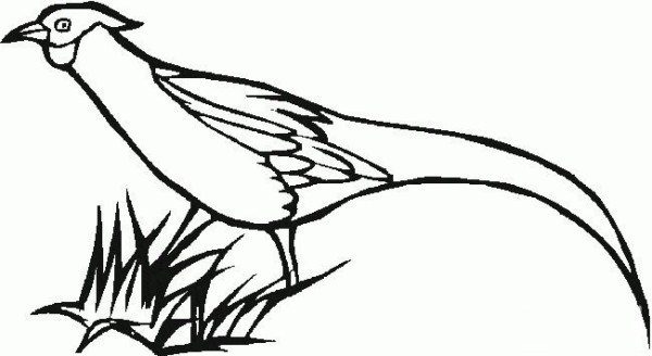 Simple drawing of wild pheasant