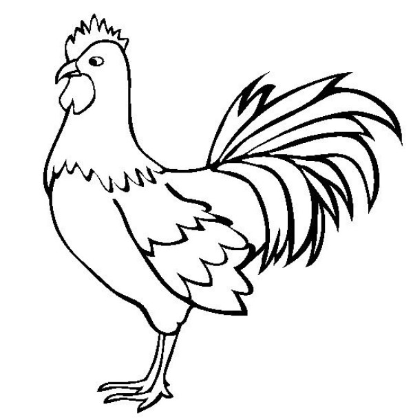 Simple drawing of rooster Simple drawing of big rooster