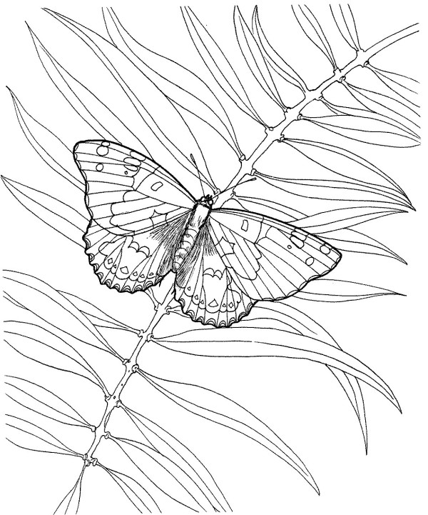 Simple strokes of butterflies and plants