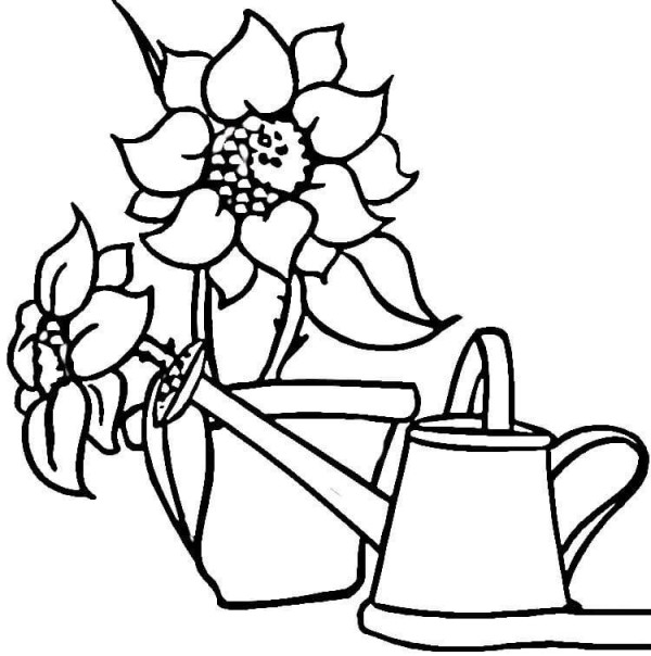 Watering can and sunflower