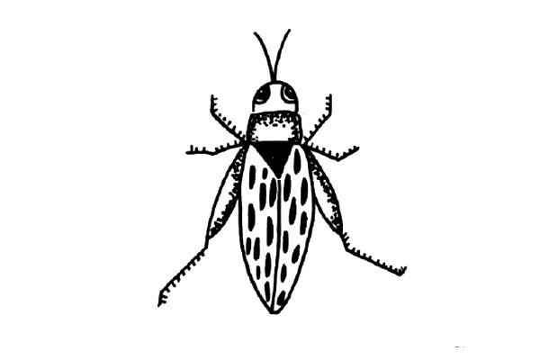 Four simple drawings of small insects