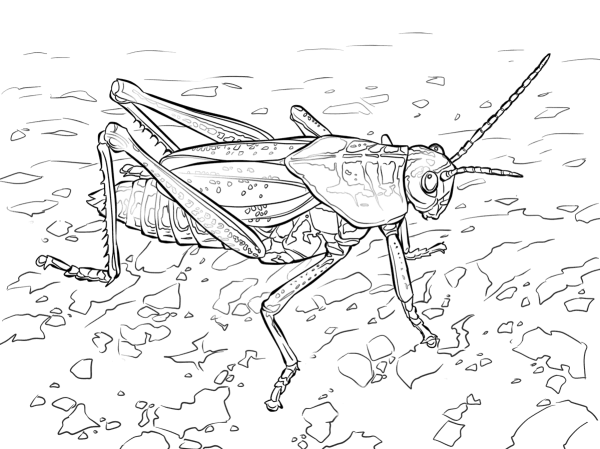 funny grasshopper