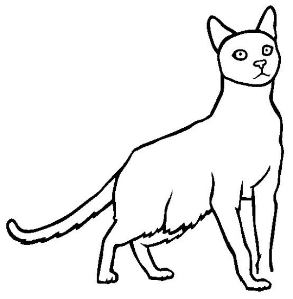 Cat Pictures Havana Brown Cat Simple Drawing