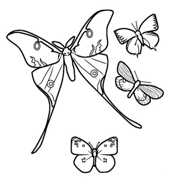 Simple drawing pictures of dancing butterflies