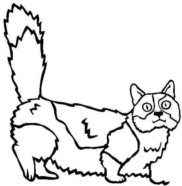 Cat Pictures Manchekan Cat Simple Drawing