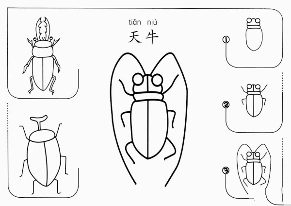 How to draw longhorned beetle