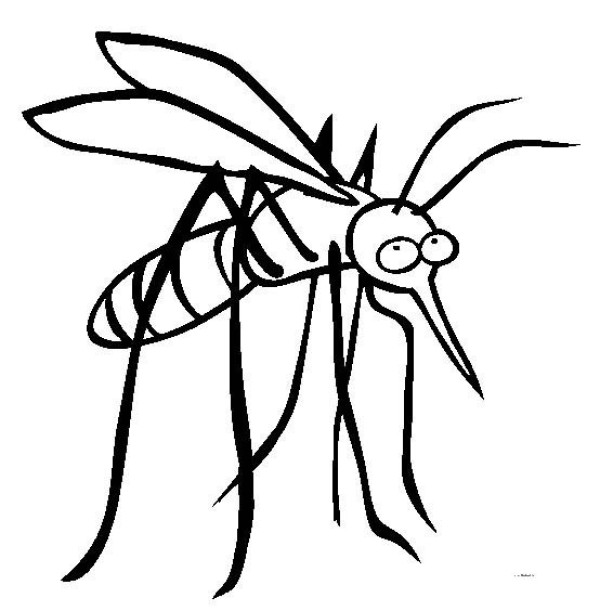 Insect Pictures Mosquito Simple Drawing Pictures