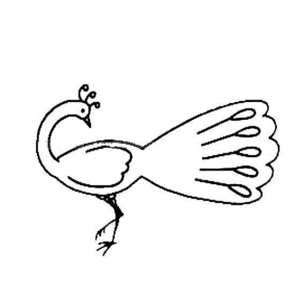 Simple drawing of peacock preening its feathers