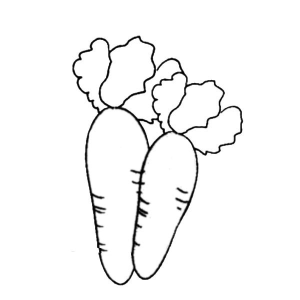 Beautiful carrot simple drawing pictures