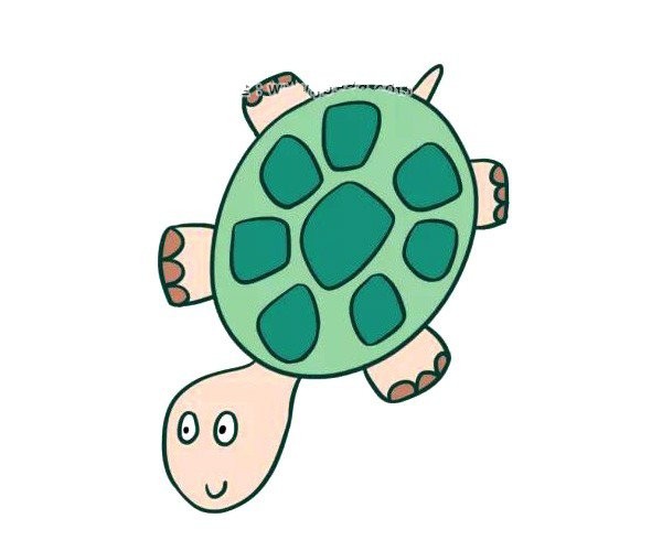 cute turtle