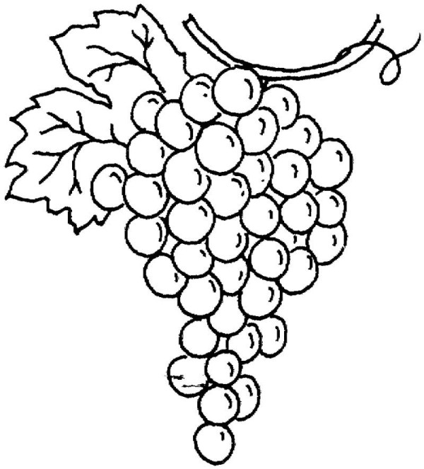 A complete collection of drawing methods for kindergarten grapes