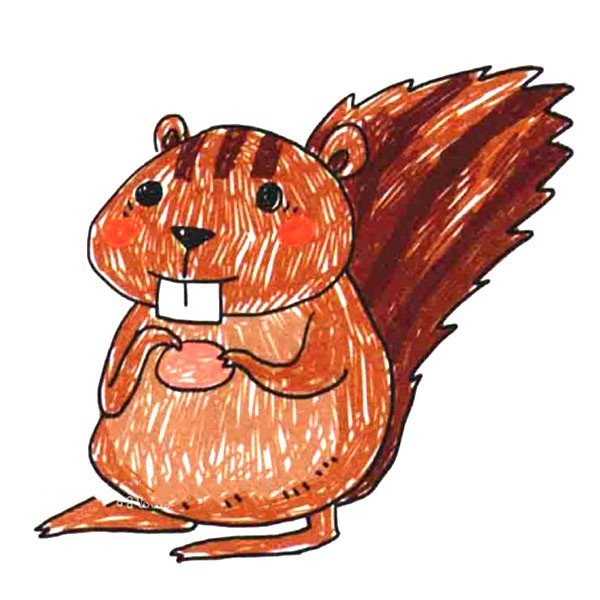 big tooth squirrel