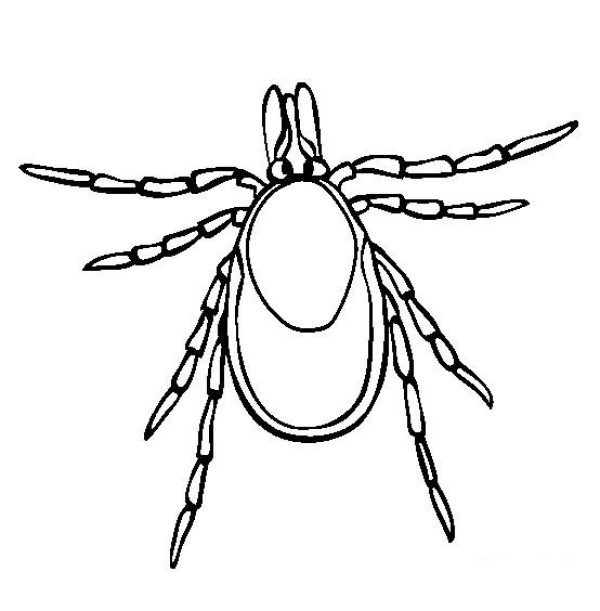 Insect pictures Tick simple drawing pictures