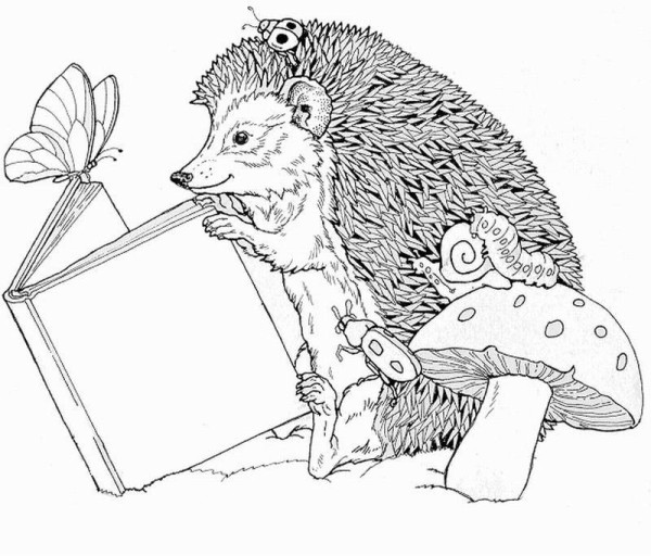 Hedgehog squatting and reading a book