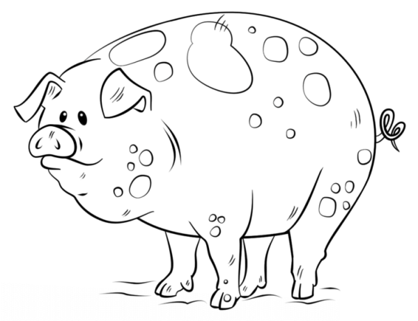 How to Draw a Cartoon Pig Simple Drawing