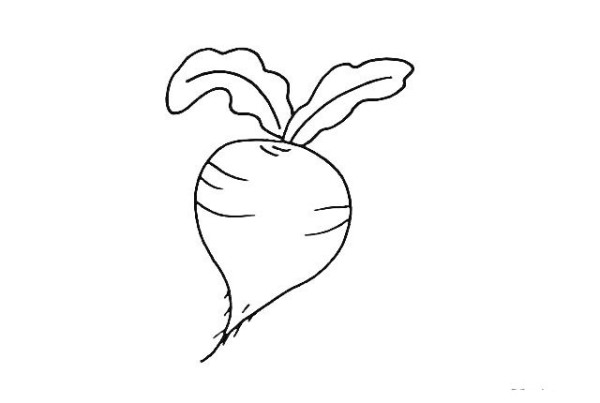 How to draw a radish in simple strokes