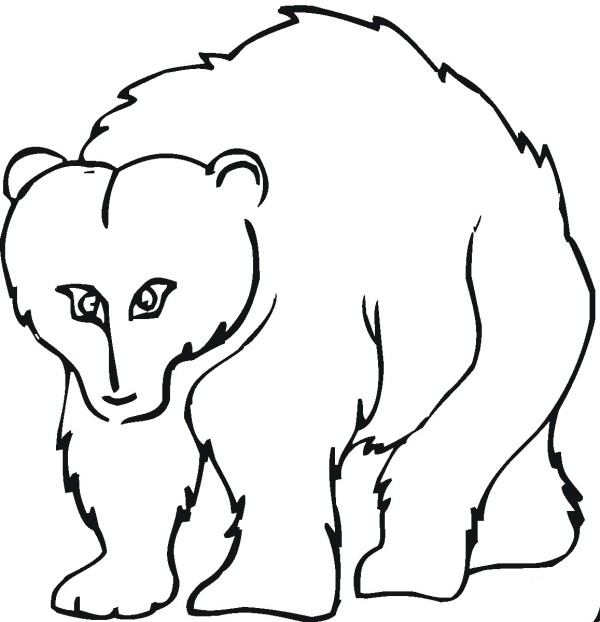 Cartoon Grizzly Bear Simple Drawing