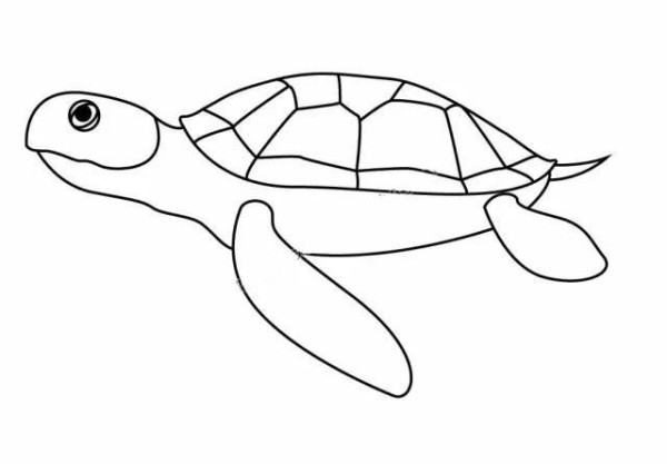 Learn to draw step by step: turtle