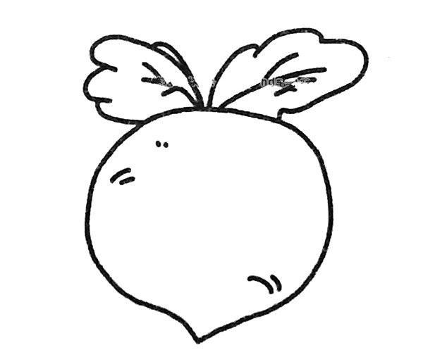 Four simple drawing pictures of radish