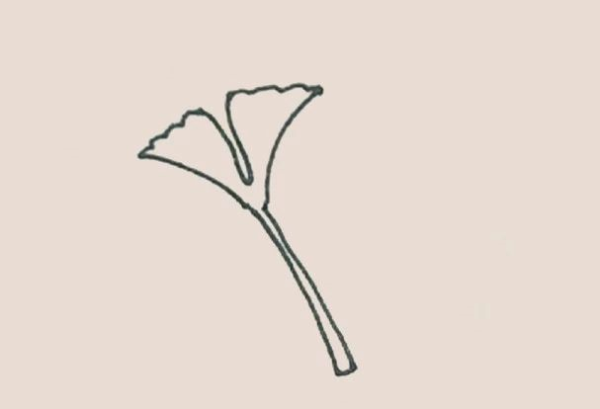 Simple drawing of ginkgo leaf