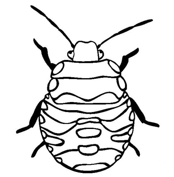 Insect pictures Simple drawing pictures of stink bugs