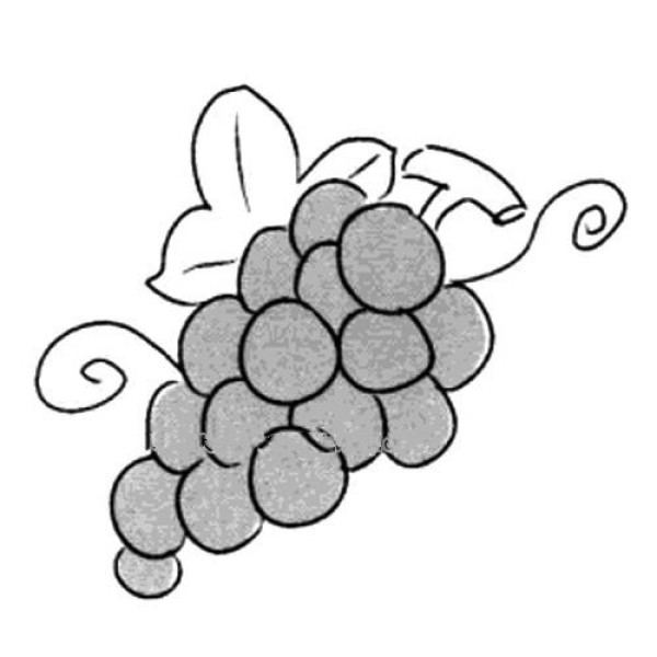 Simple grape drawing pictures