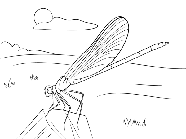 How to draw a resting dragonfly