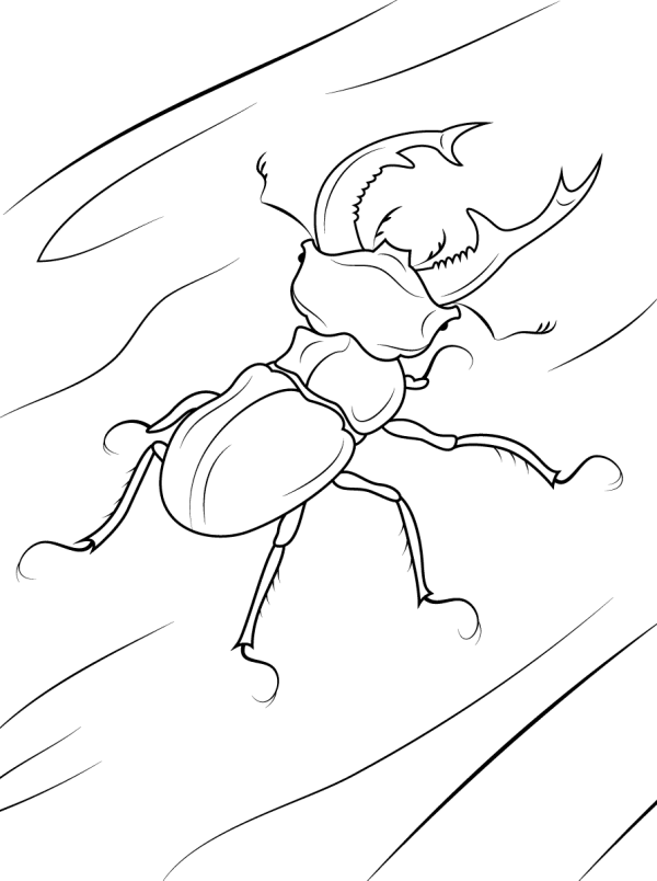 crawling stag beetle