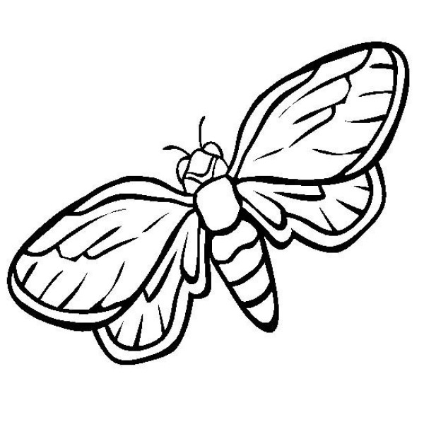 Insect pictures Cicada simple drawing pictures