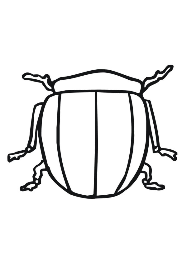 colorado beetle