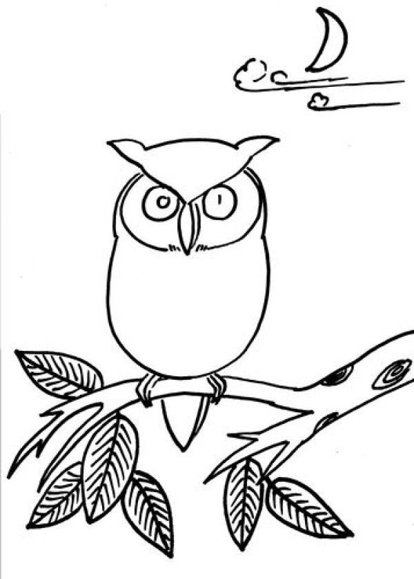 How to draw an owl in simple strokes