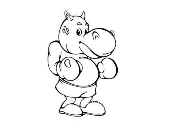 Hippopotamus boxing