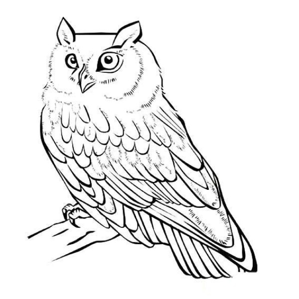 Good-looking owl simple drawing