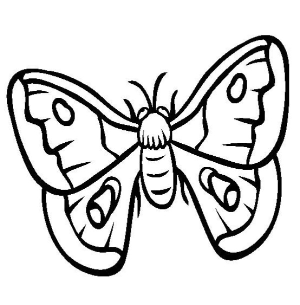 Insect pictures Moth simple drawing pictures