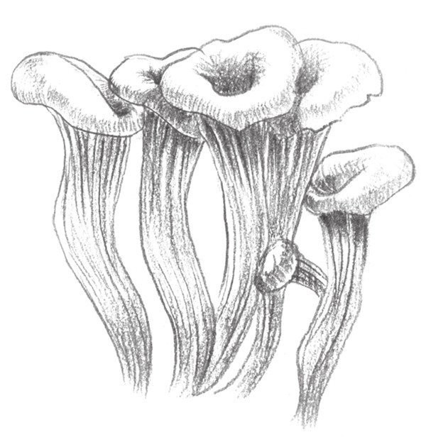 Drawing Techniques of Sketching Mushrooms