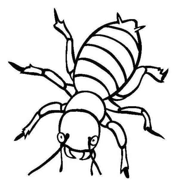 Insect pictures Potato beetle simple drawing pictures