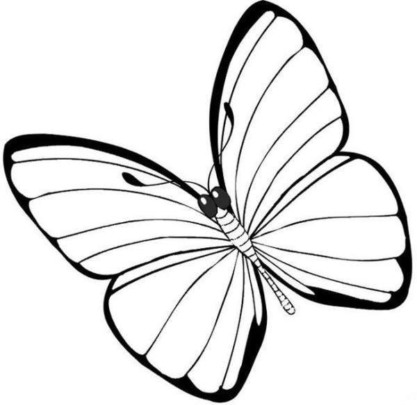 A selection of simple drawings about butterflies