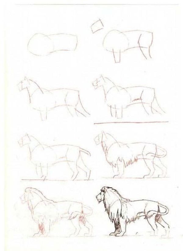 Simple drawing tutorial How to draw a lion in simple strokes