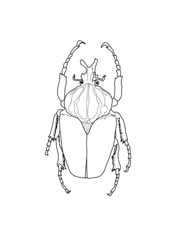 goliath beetle