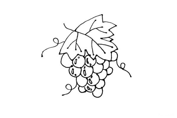 Learn to draw grapes easily